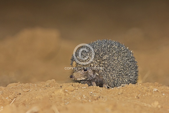 Long Eared Hedgehog looking for insects in farmland