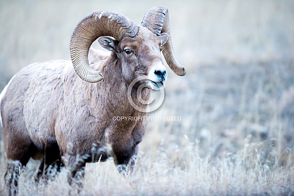 Big horn sheep (wild)