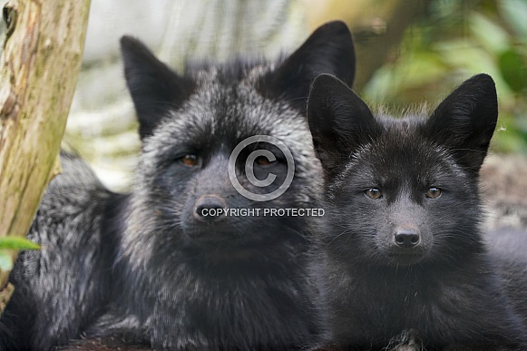 Silver Fox Silver Fox