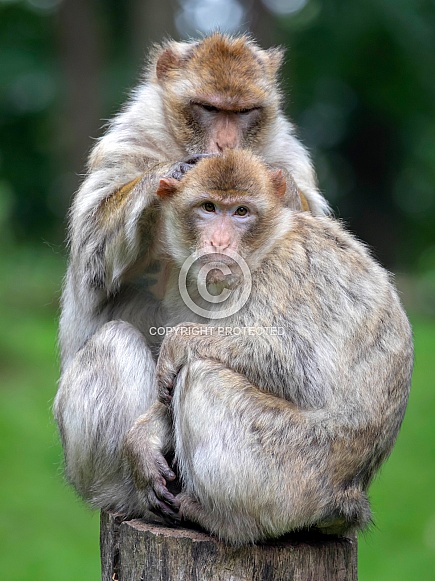 Barbary macaque (Macaca Sylvanus)