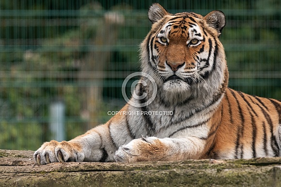 Amur Tiger Lying Down Amur Tiger Lying Down