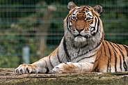 Amur Tiger Lying Down