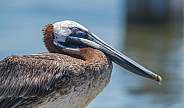 Juvenile brown pelican - Pelecanus occidentalis - close up side view of head and eye closed while sleeping