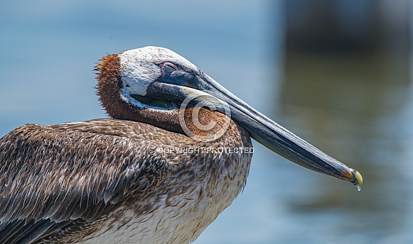 Juvenile brown pelican - Pelecanus occidentalis - close up side view of head and eye closed while sleeping Juvenile brown pelican - Pelecanus occidentalis - close up side view of head and eye closed while sleeping