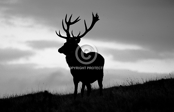 Stag Silhouette