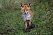 Red Fox in the wild