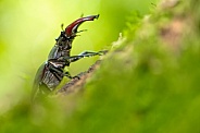Stag Bettle
