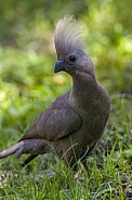 Grey Go Away Bird or Grey Lourie - Botswana