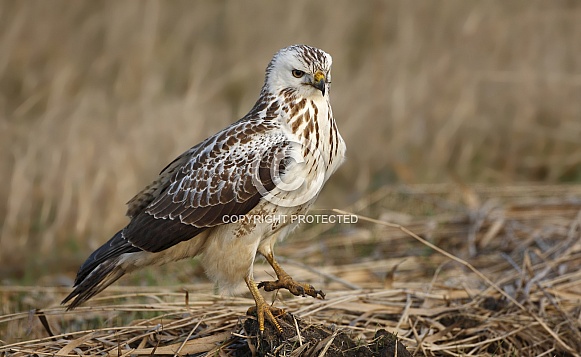 Buzzard
