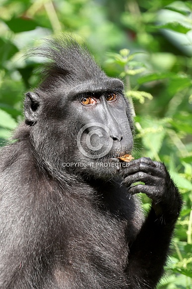 Crested Macaque (Macaca nigra)
