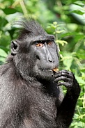 Crested Macaque (Macaca nigra)