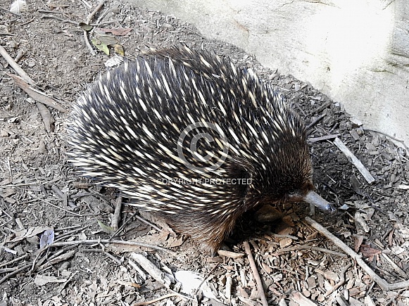 Echidna Echidna
