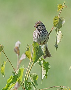 Savannah Sparrow in Alaska