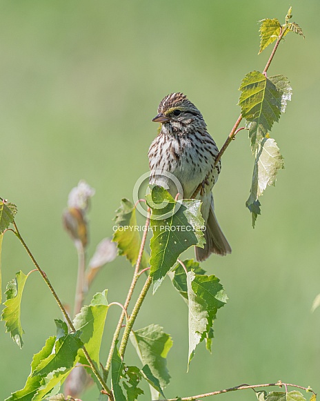 Savannah Sparrow in Alaska
