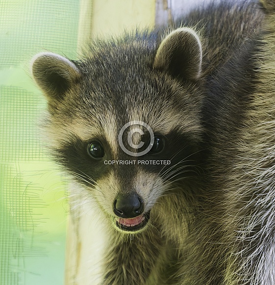 Raccoons