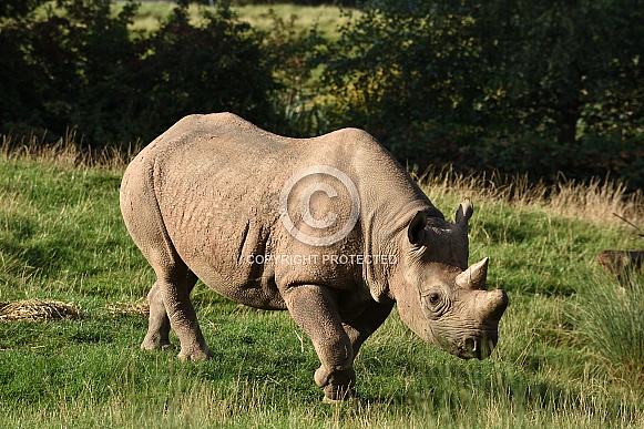 Black Rhino Calf