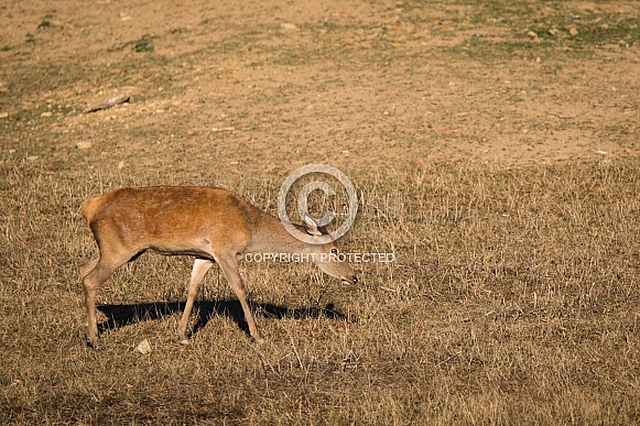 Red deer Red deer
