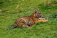 Tiger young