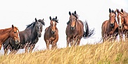 Wild Horse (Equus caballus)