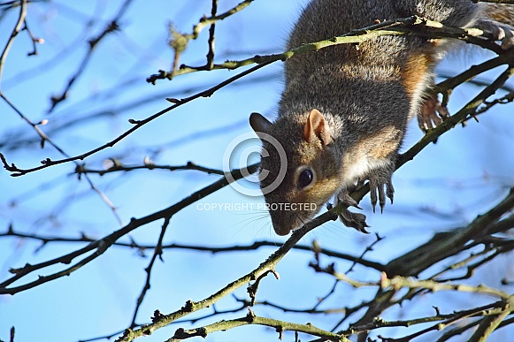 Grey Squirrel Grey Squirrel