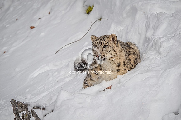 Snow Leopard