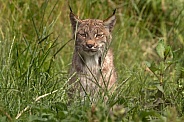 Canada Lynx Sitting In The Grass