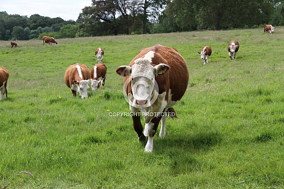 Hereford Cattle Hereford Cattle