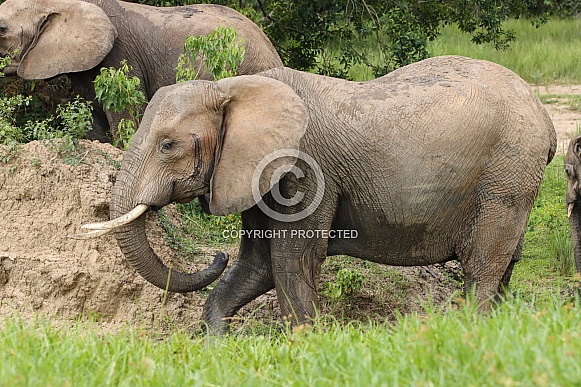 African Elephant