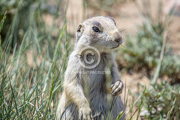 White-tailed Prairie Dog