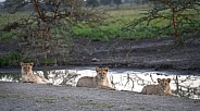 Lion cubs resting by the water