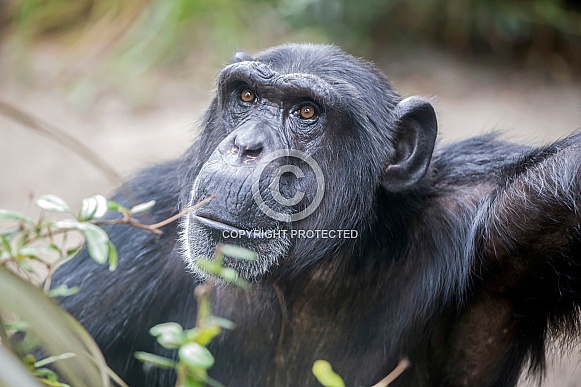Chimpanzee (Pan troglodytes) Chimpanzee (Pan troglodytes)
