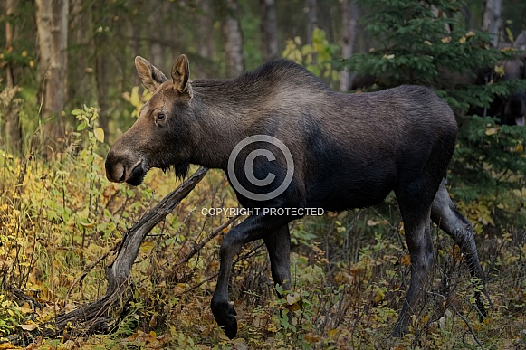 Cow moose walking through the woods Cow moose walking through the woods