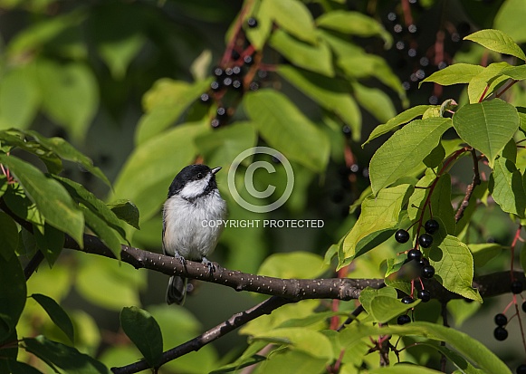 Black-Capped Chickadee in a chokecherry tree