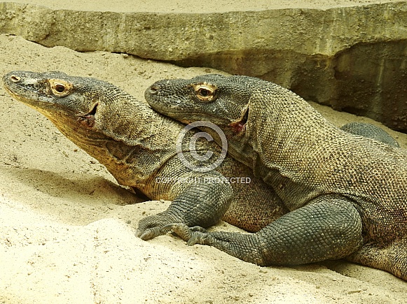Komodo dragon