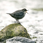 Dipper Juvenile