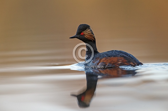 The black-necked grebe The black-necked grebe