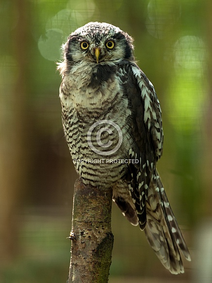 Hawk Owl