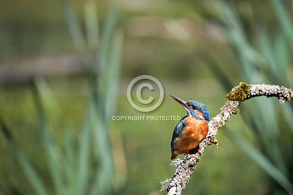 European Kingfisher