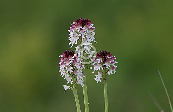 Burnt tip Orchid