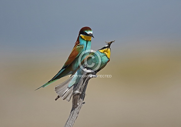 Bee-eater Bee-eater