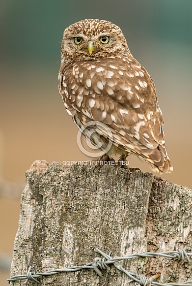 Little Owl