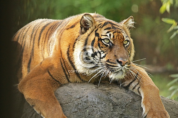 Sumatran Tiger Sumatran Tiger