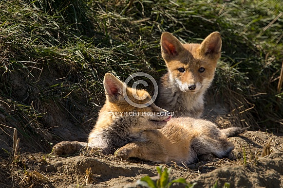 Red fox cub/cubs in nature