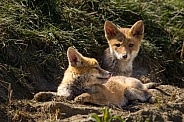 Red fox cub/cubs in nature