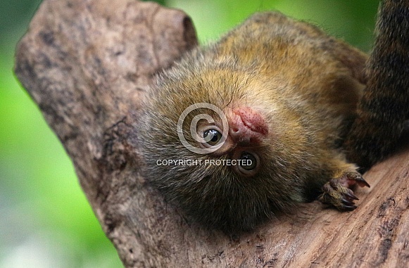 Pygmy marmoset Pygmy marmoset