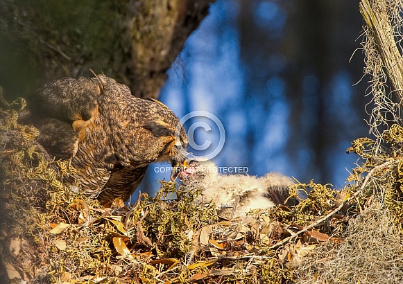 Wild great horned owl - Bubo virginianus - mother and her owlet on the nest in a large live oak tree Wild great horned owl - Bubo virginianus - mother and her owlet on the nest in a large live oak tree