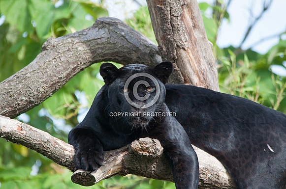 Black Jaguar resting in Tree
