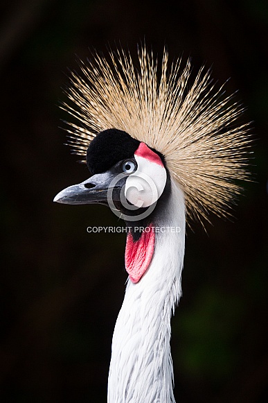 Grey crowned crane Grey crowned crane