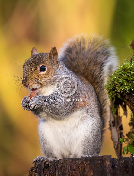 Grey Squirrel Grey Squirrel