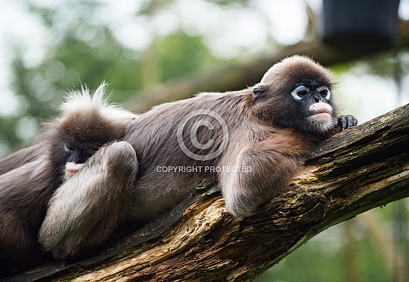 Dusky leaf monkey